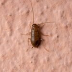 bed bug baby cockroach