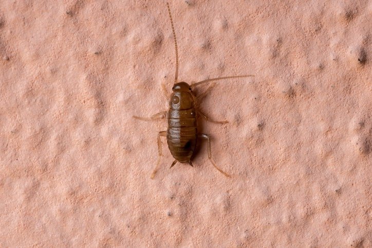 bed bug baby cockroach